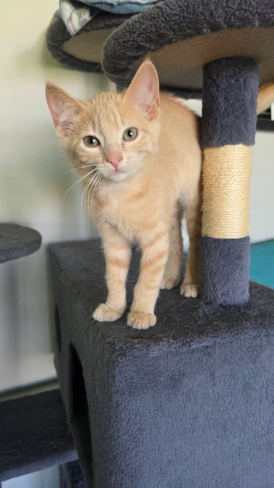 Disney - Domestic Short Hair