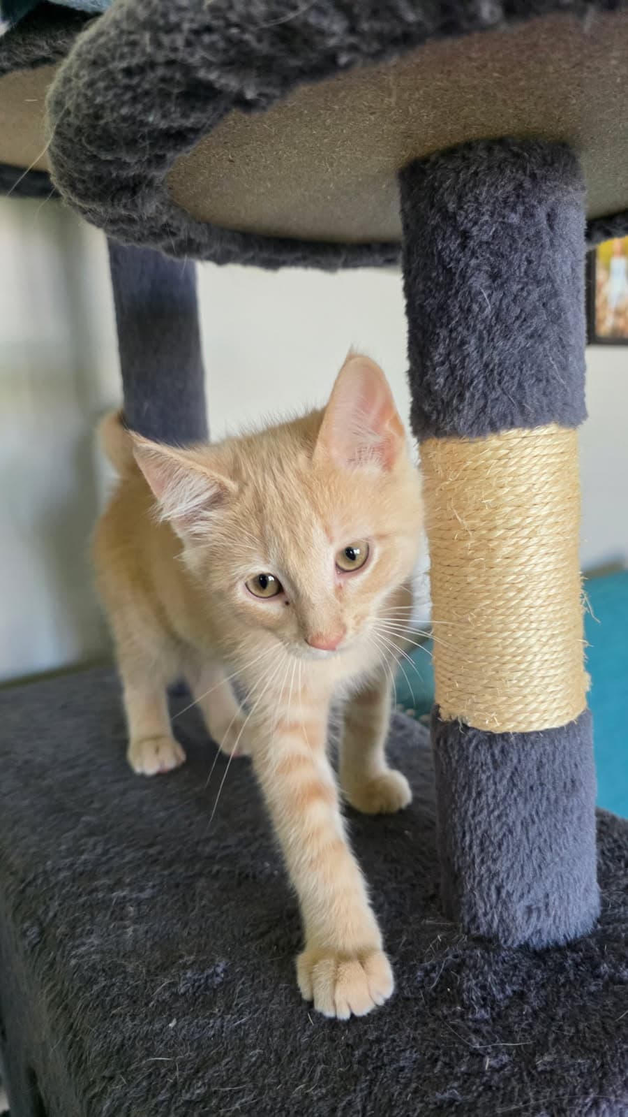 Peacock - Domestic Short Hair