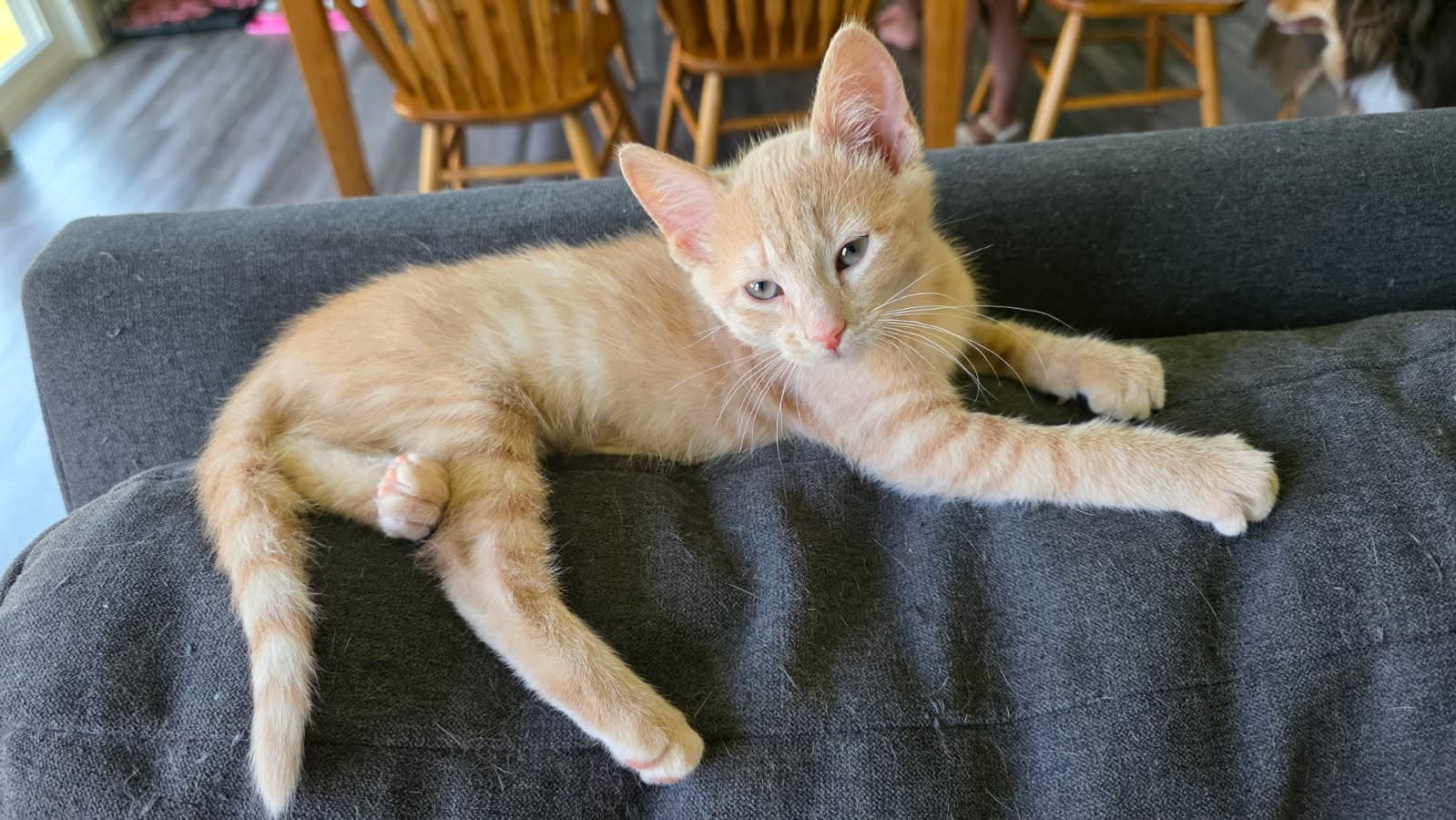 Prime - Domestic Short Hair
