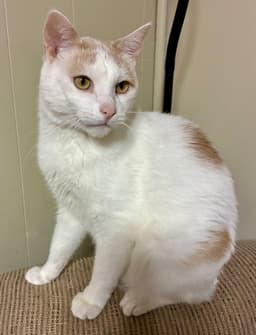 Oliver image 1