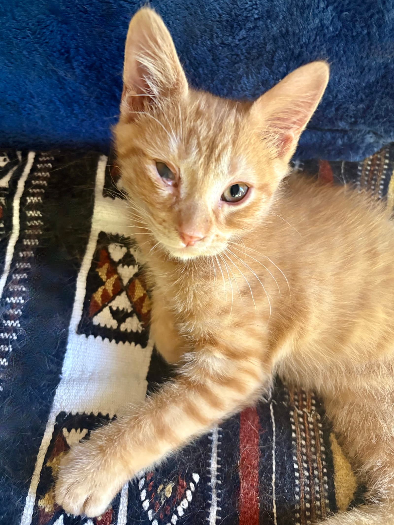 Harry - Domestic Short Hair