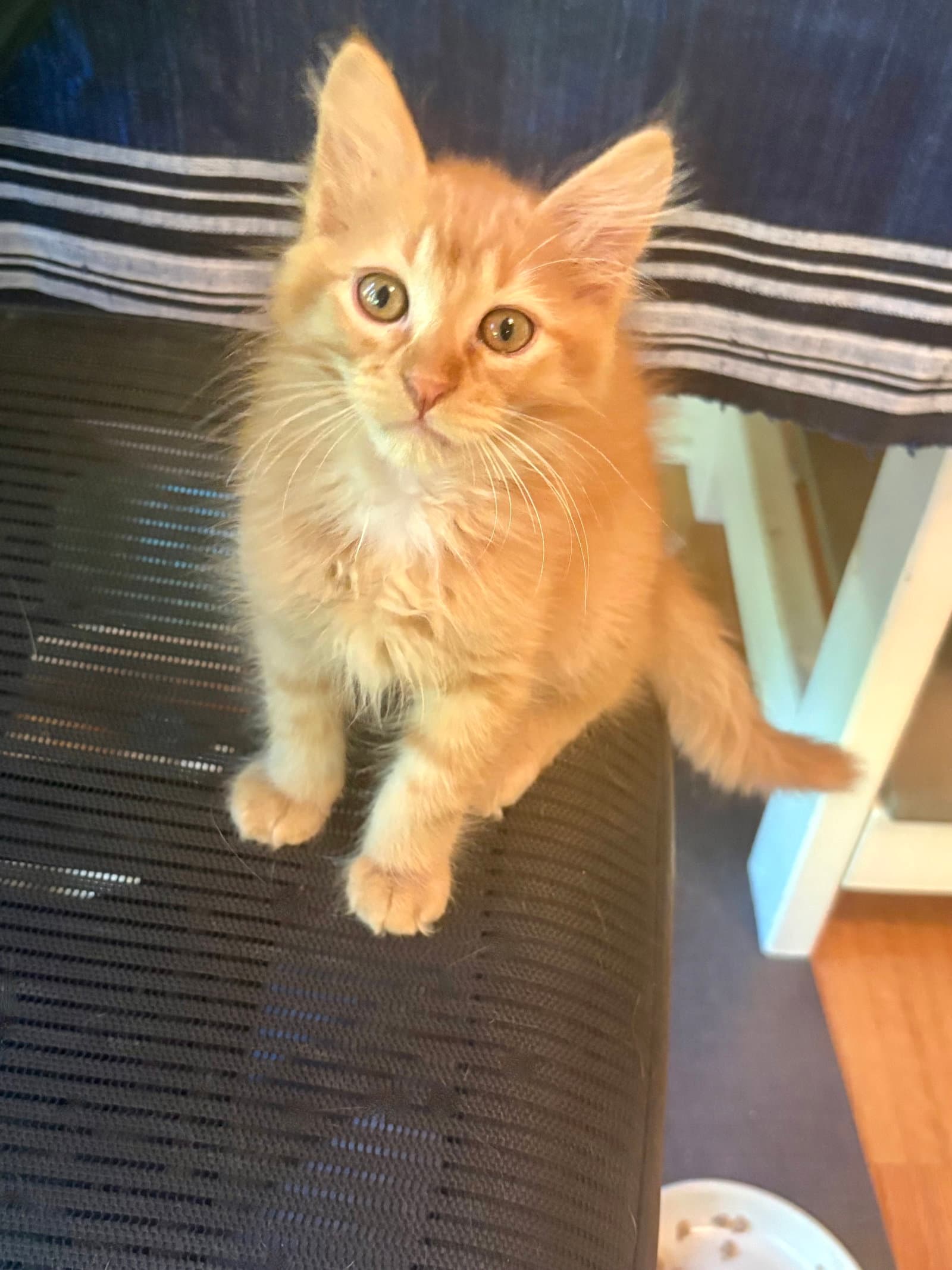 Ron - Domestic Short Hair