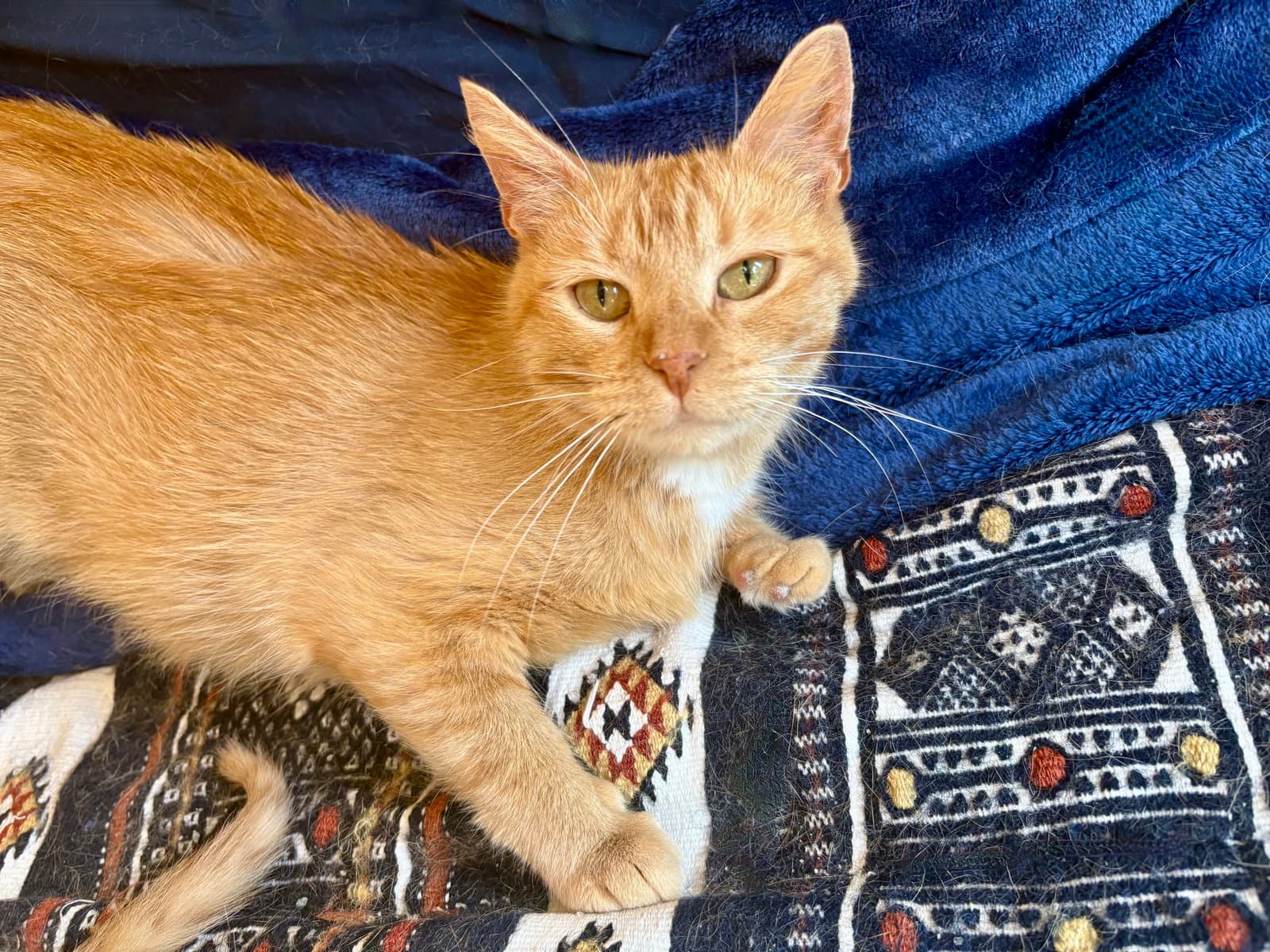 Hermione - Domestic Short Hair