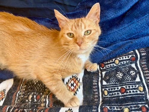 Hermione - Domestic Short Hair