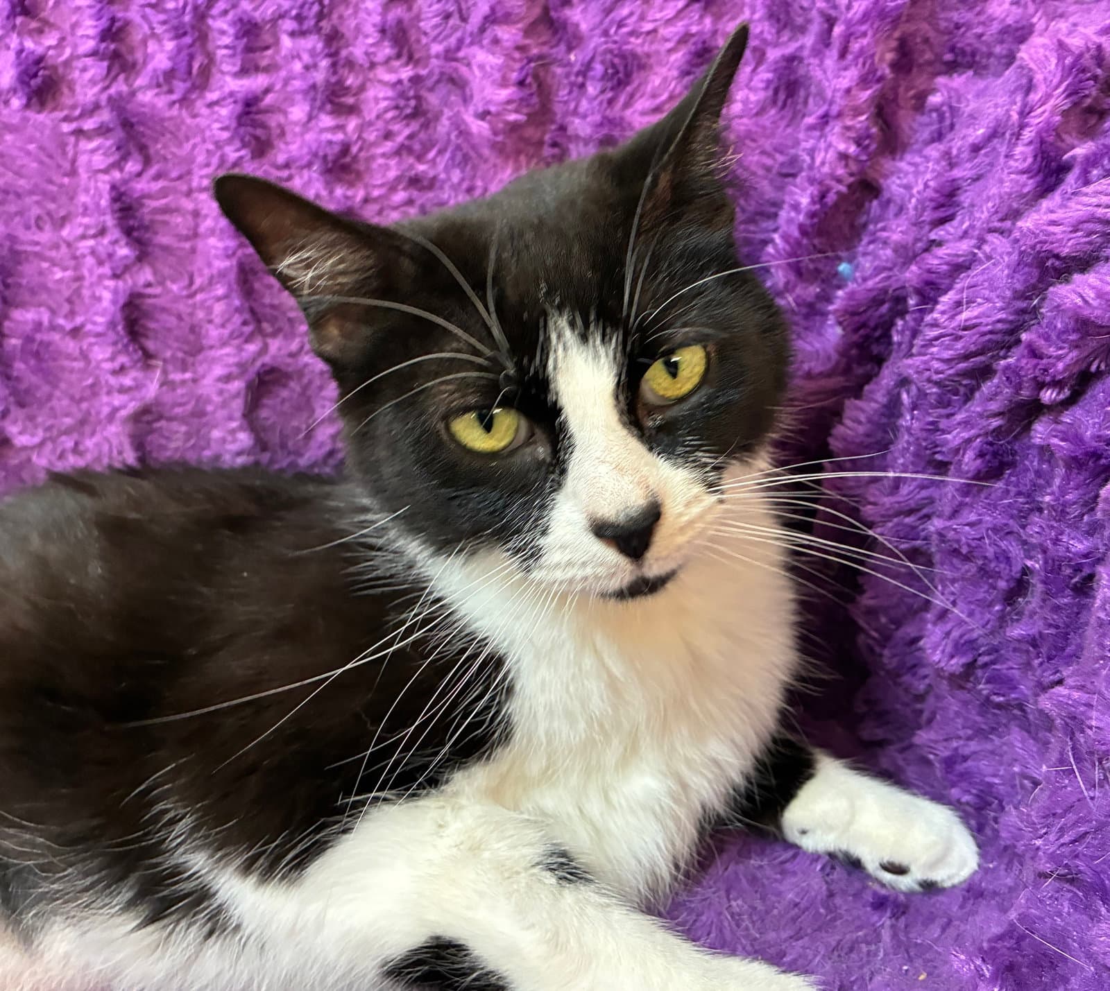 Libi - Domestic Short Hair