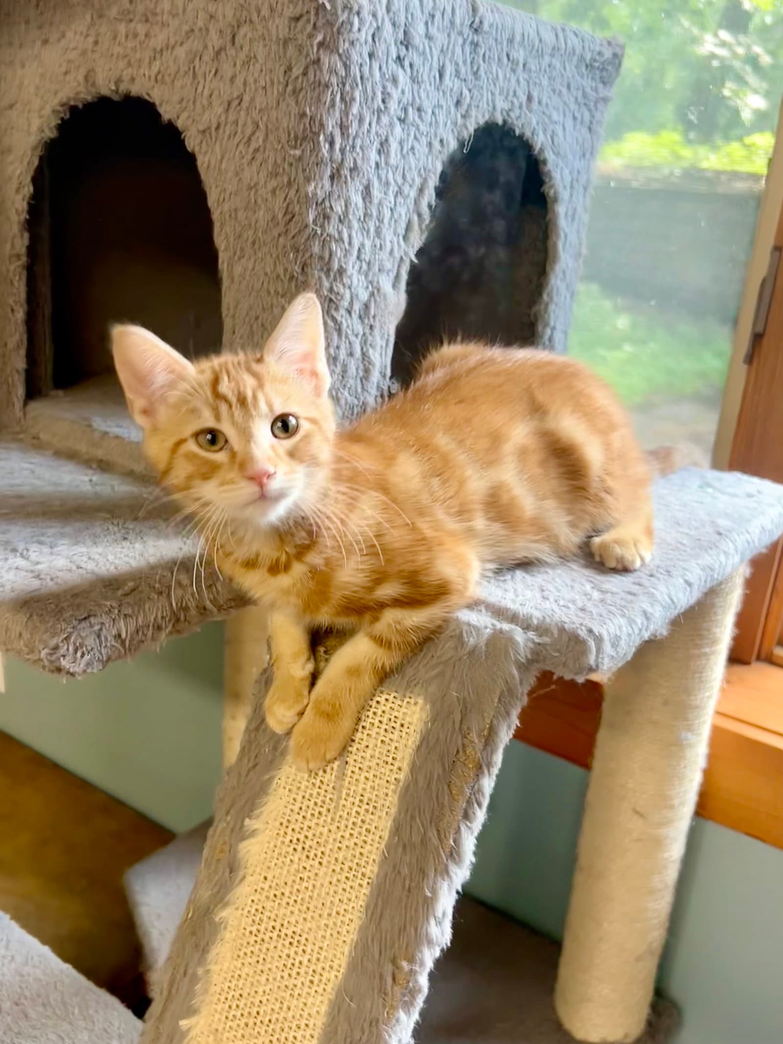 Jeffers - Domestic Short Hair