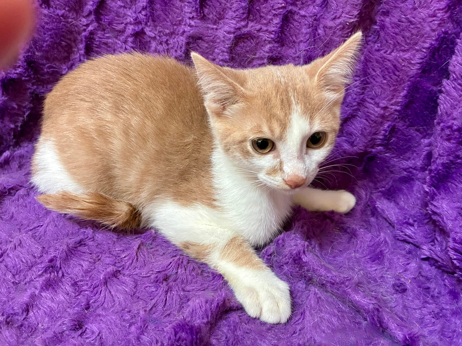 Marco - Domestic Short Hair