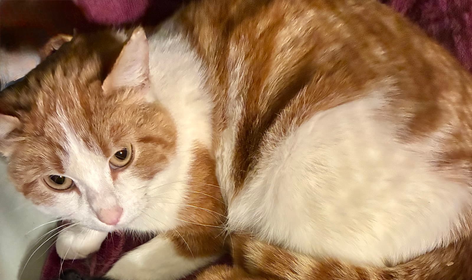 Pretty Mama - Domestic Short Hair