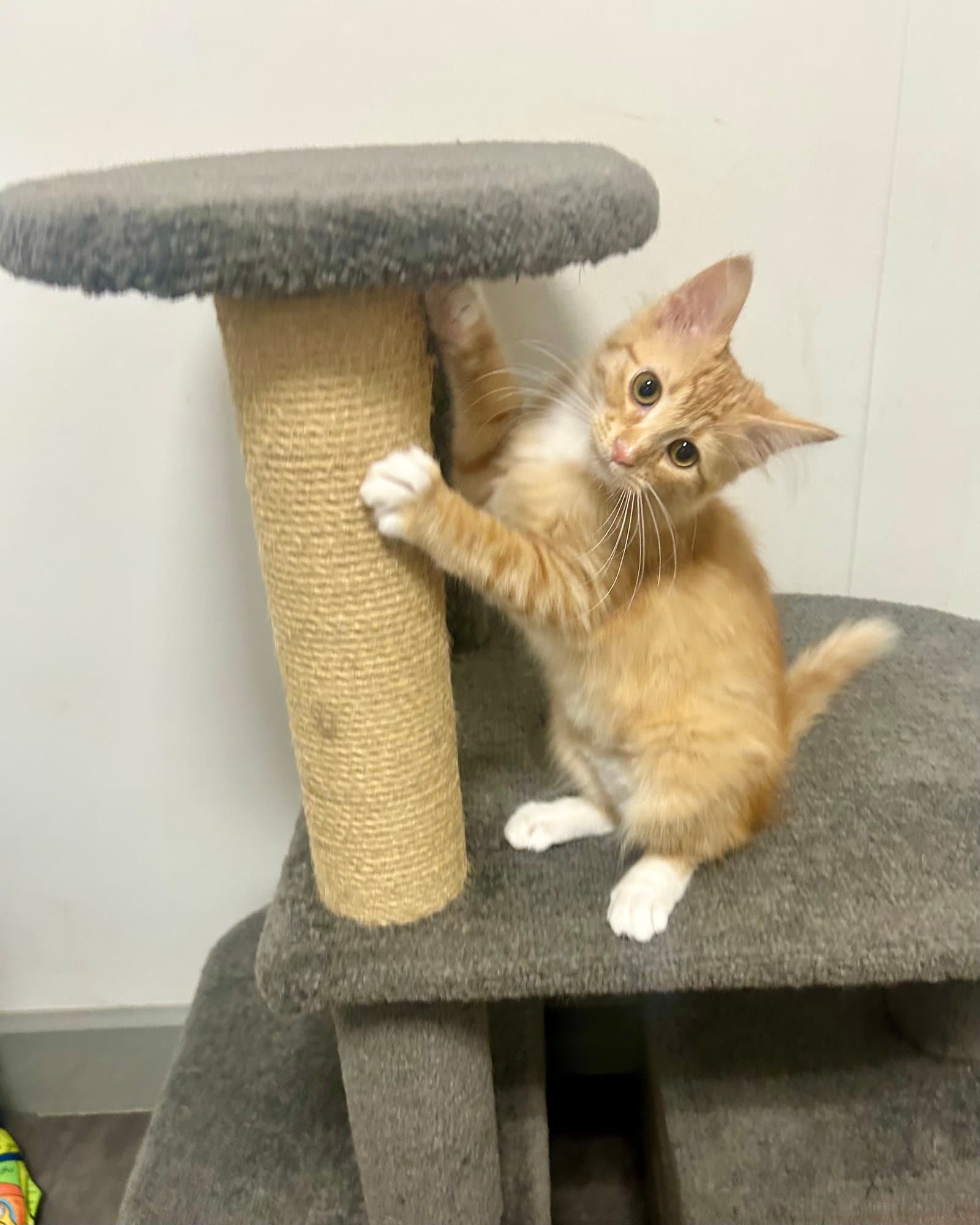 Prairie - Domestic Medium Hair