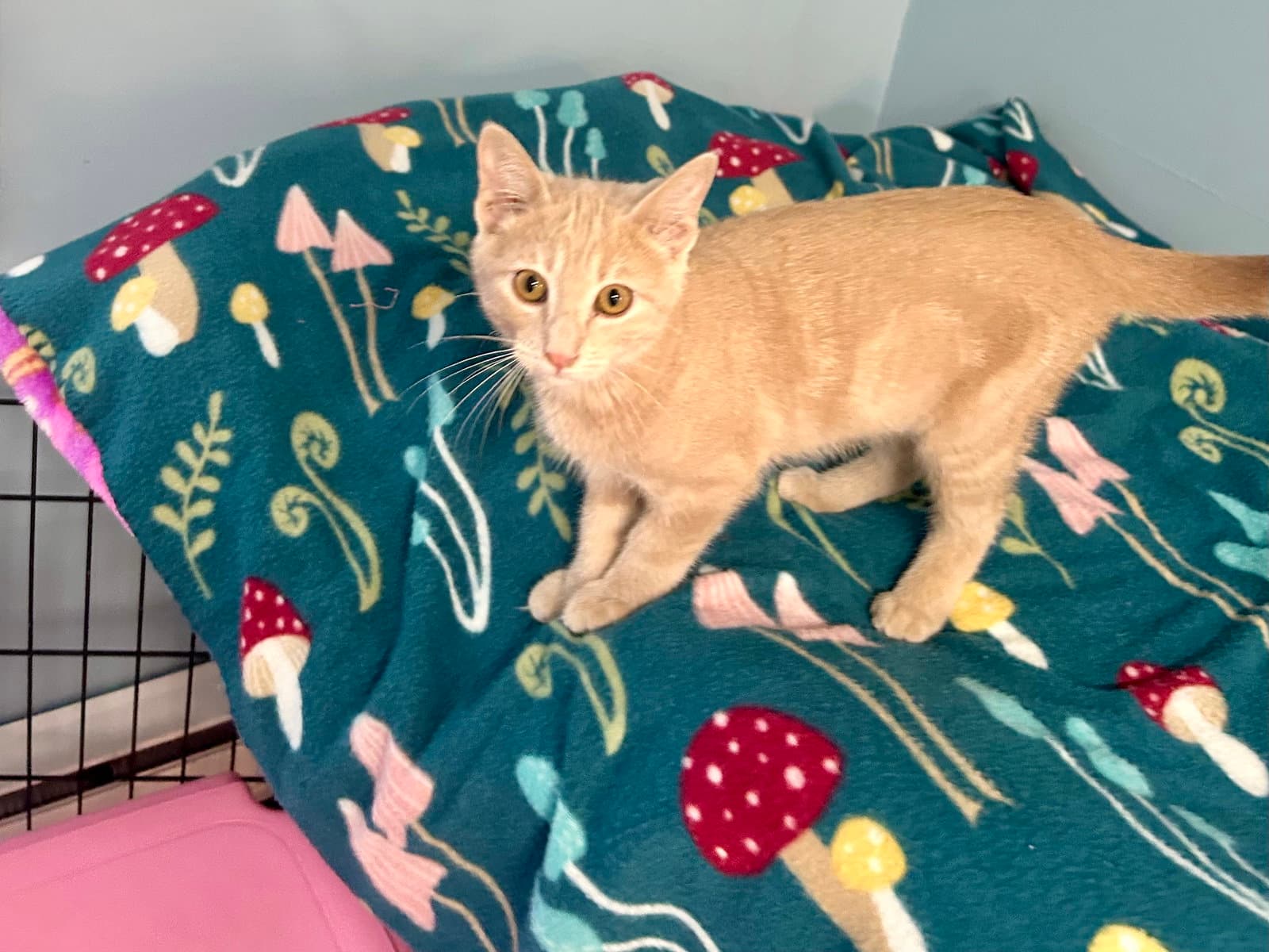 Reed - Domestic Short Hair