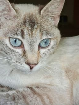 Shanti image 2
