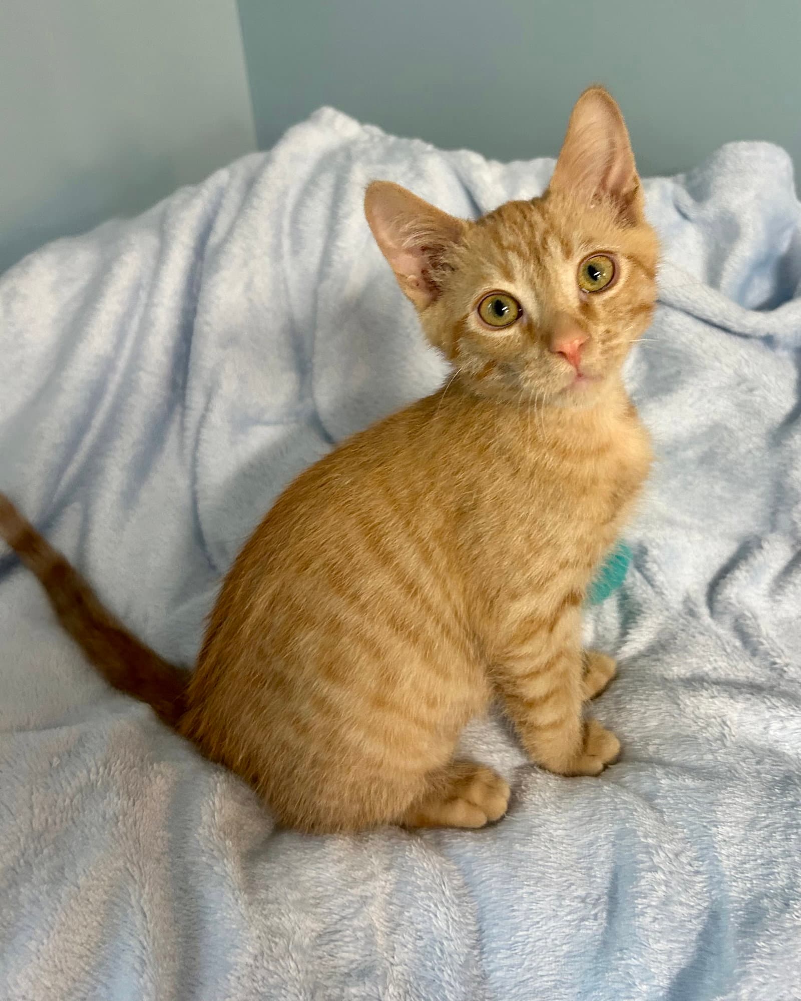 Marsh - Domestic Short Hair