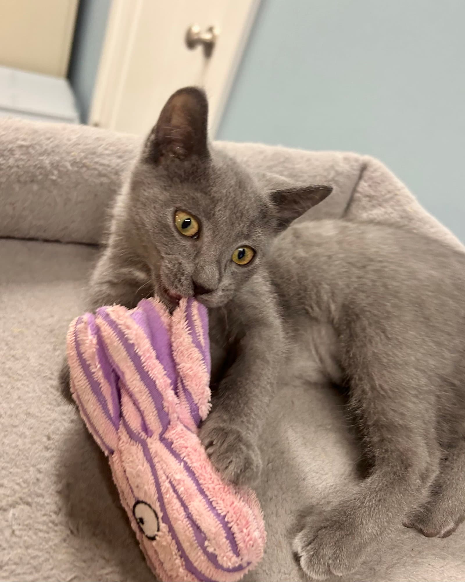 Surf - Domestic Short Hair
