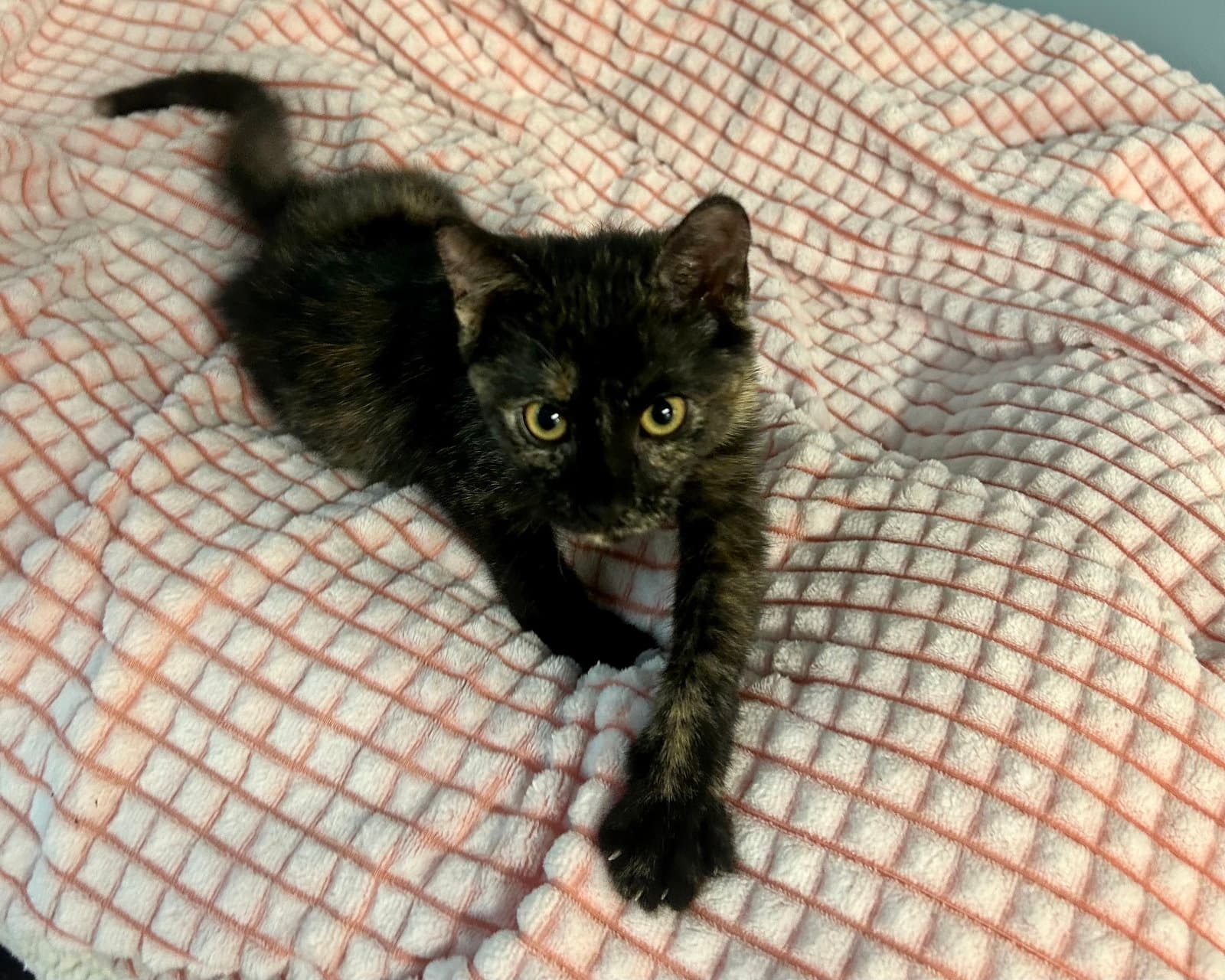 Begonia - Domestic Short Hair