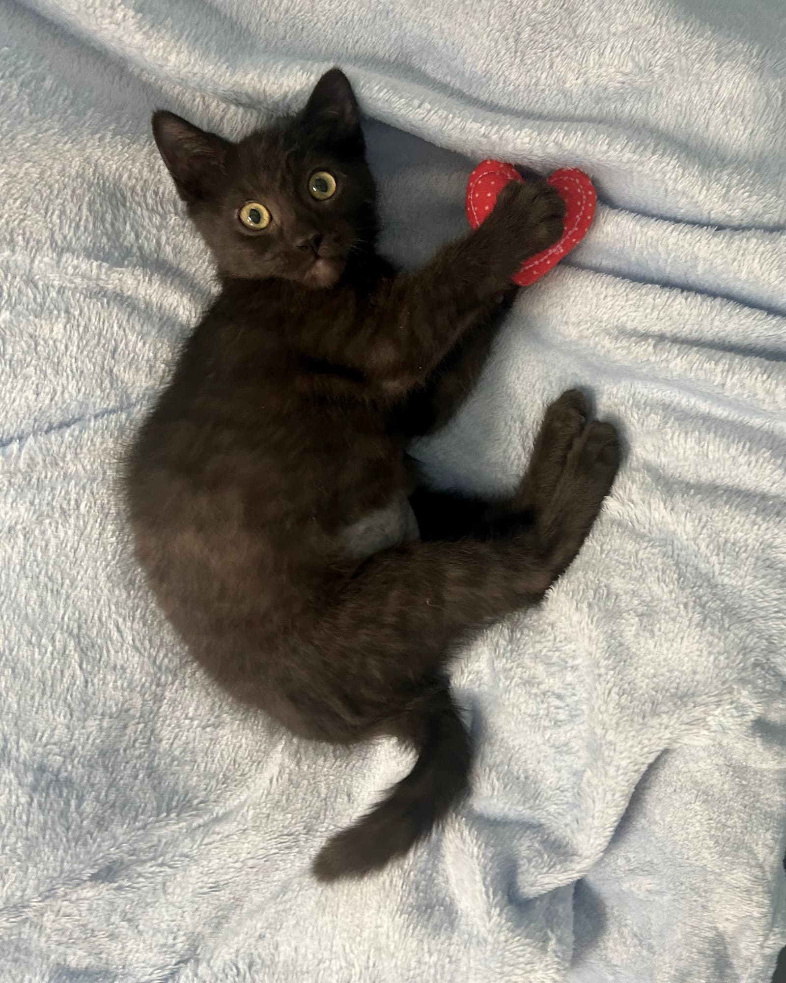 Novalee - Domestic Short Hair