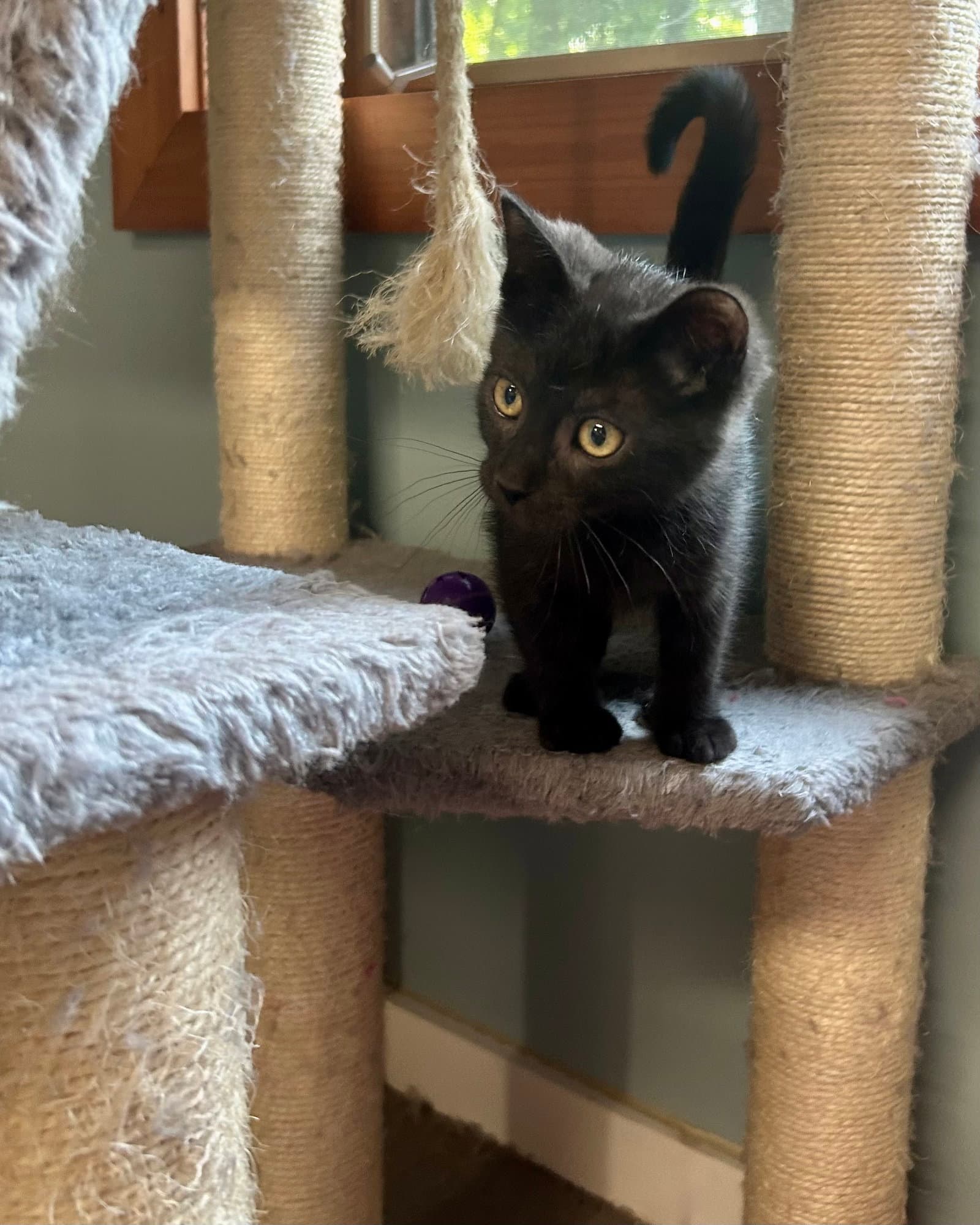 Pool - Domestic Short Hair
