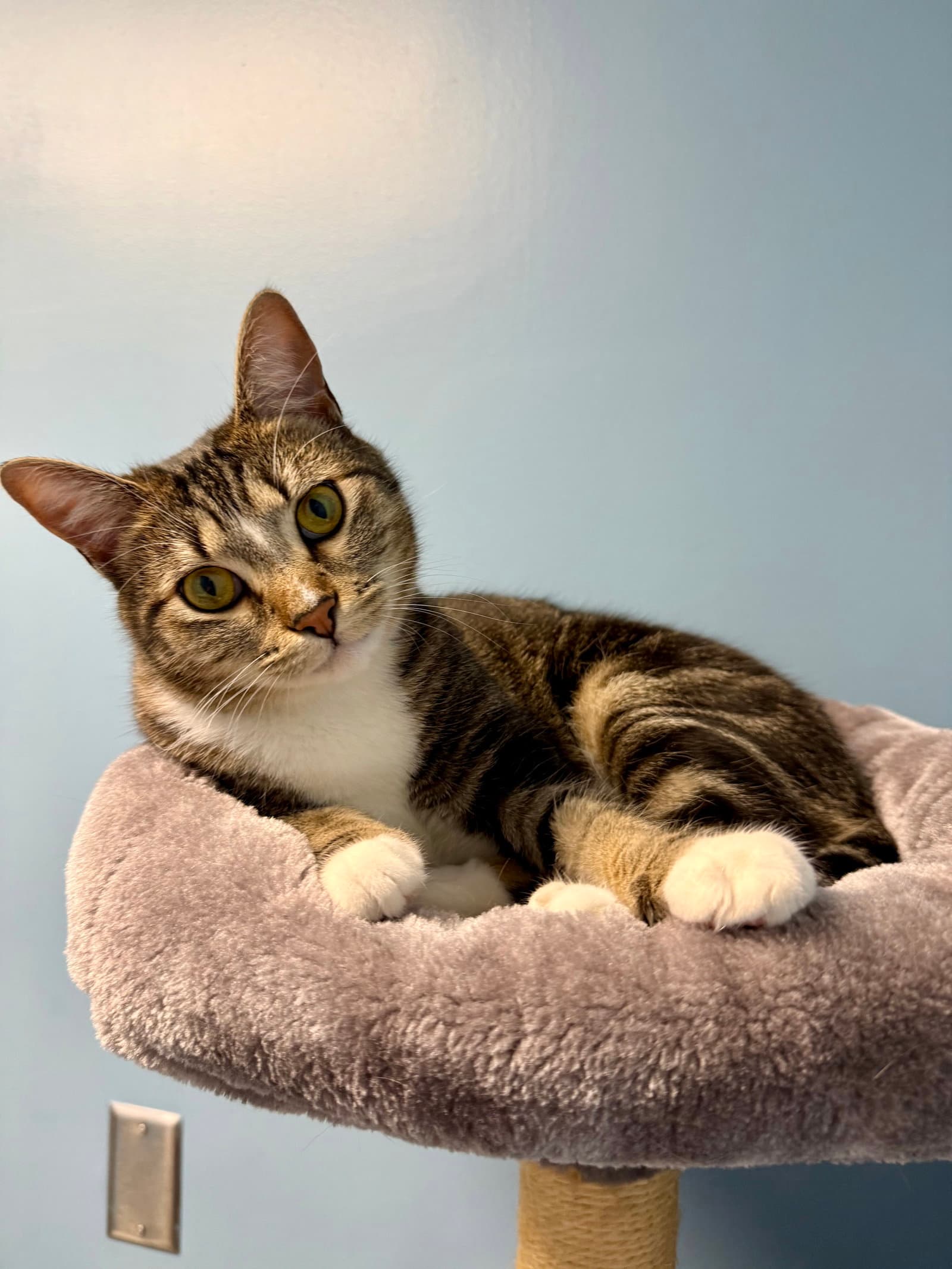 Meggie - Domestic Short Hair