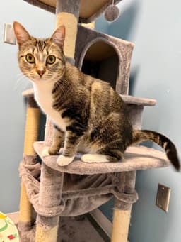 Meggie image 3