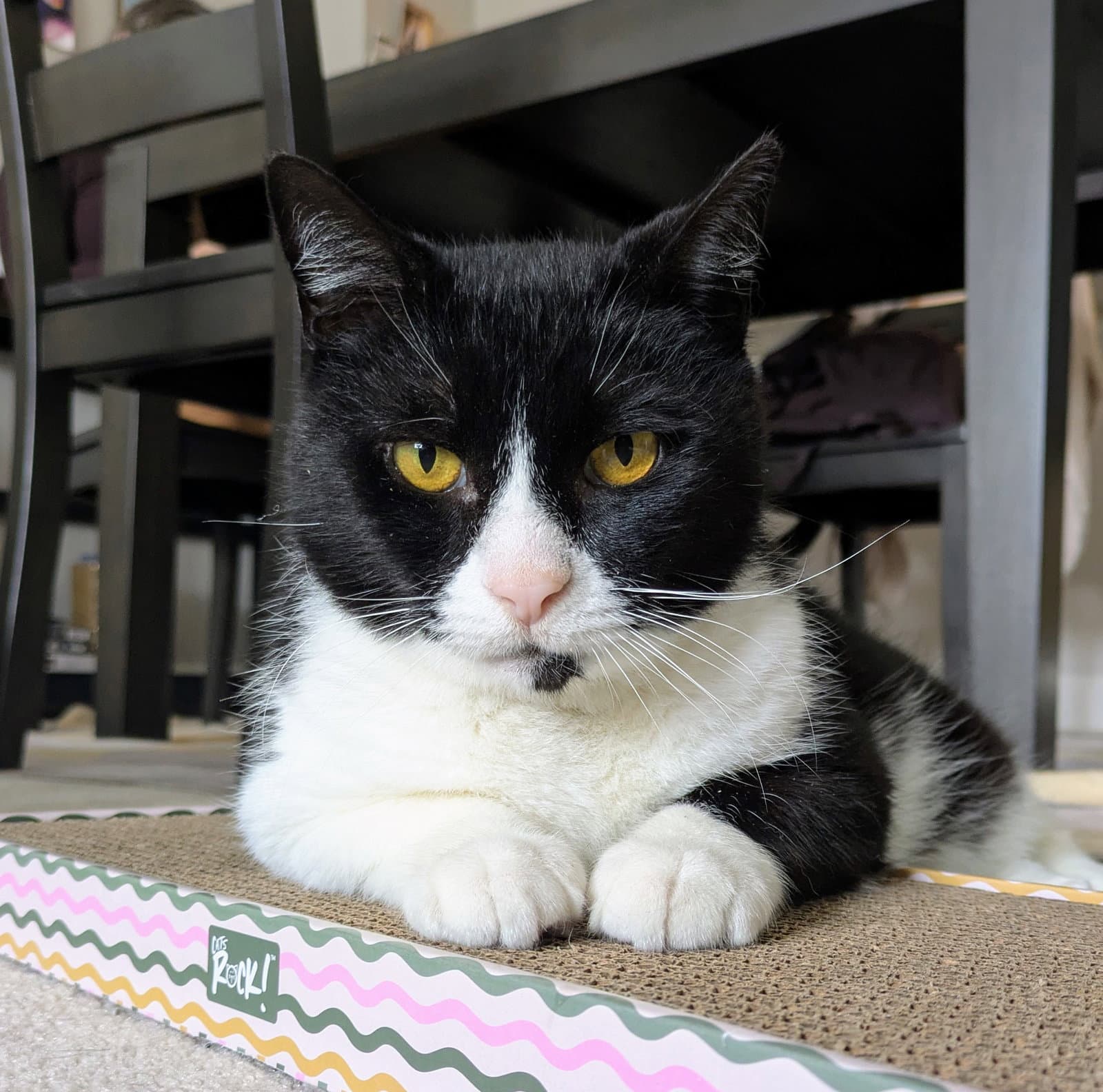 Tennessee - Domestic Short Hair