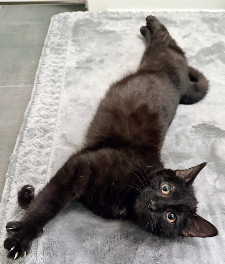 Soren - Domestic Short Hair