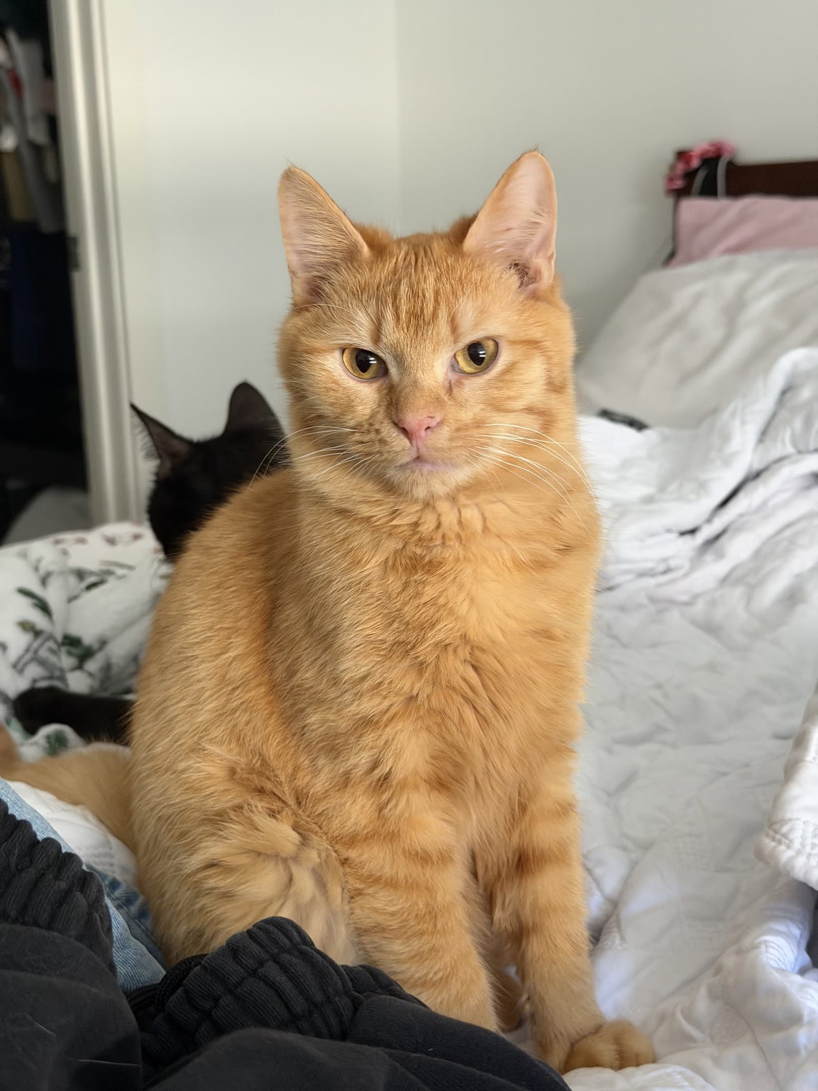 Rory - Domestic Short Hair