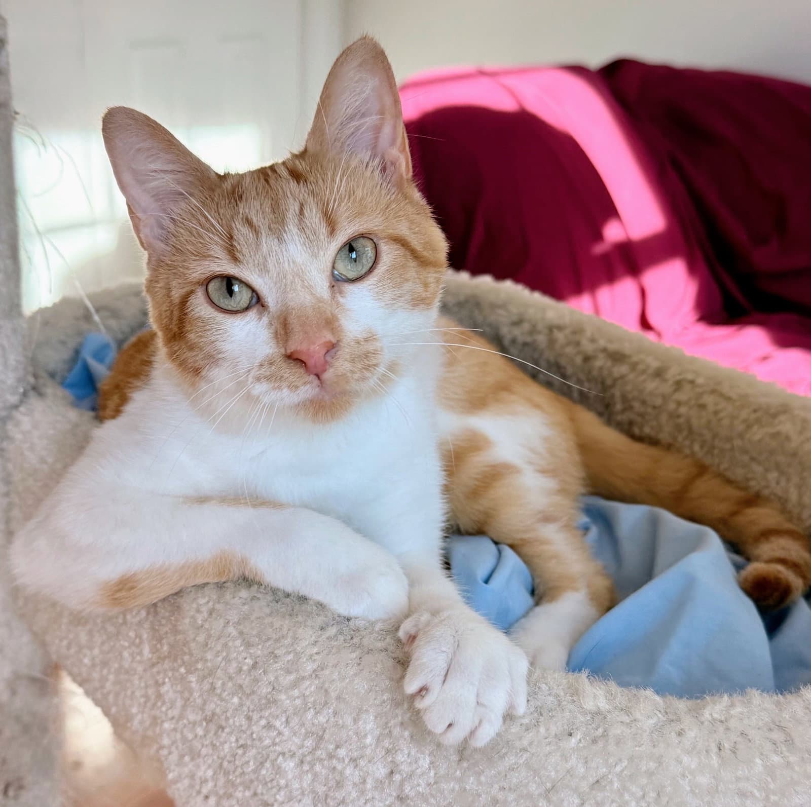 Matthew - Domestic Short Hair