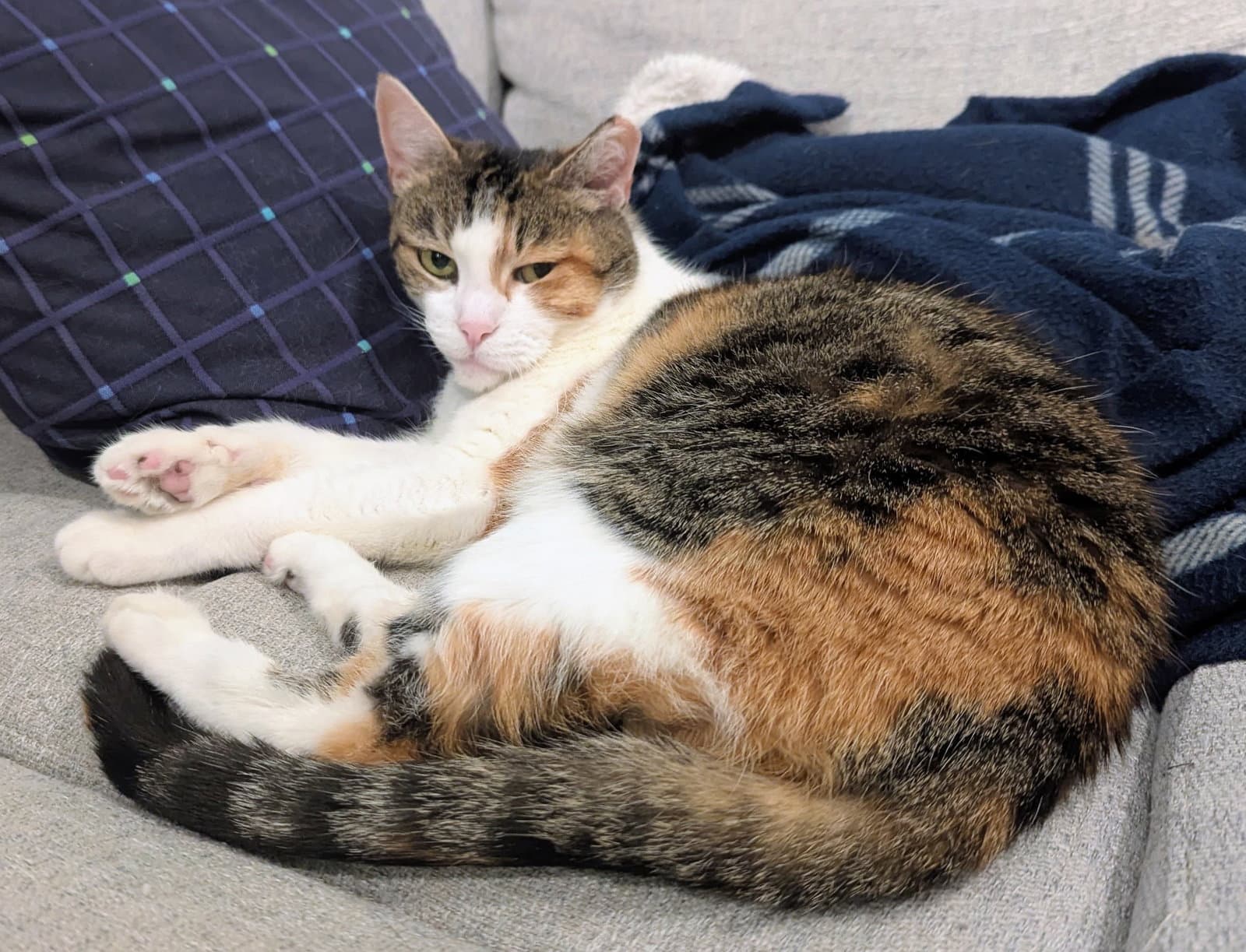 Tigris - Domestic Short Hair