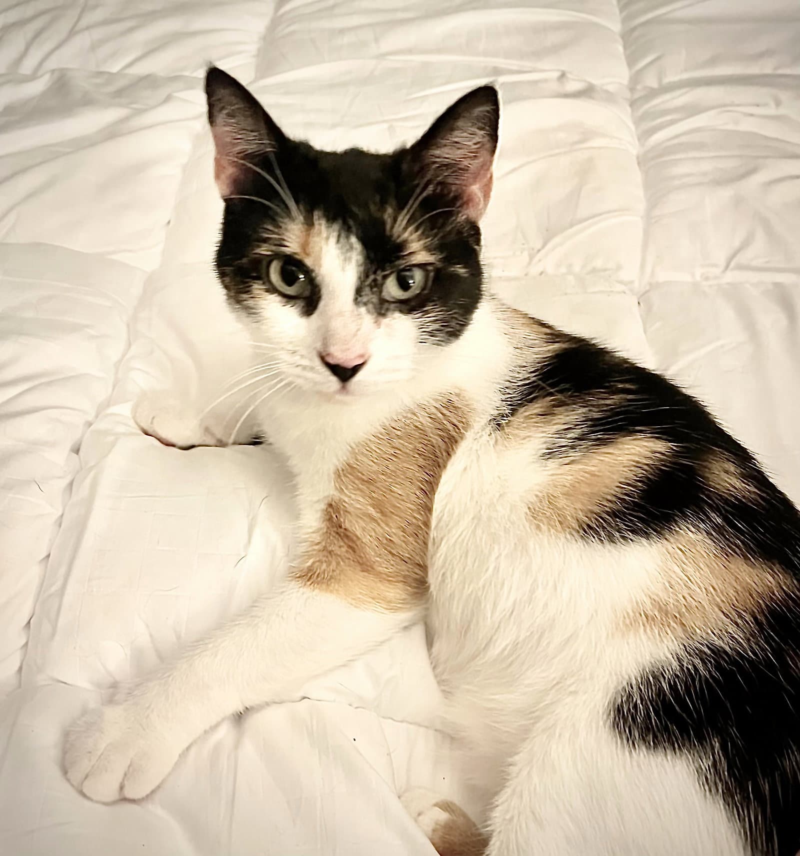 Dylan - Domestic Short Hair