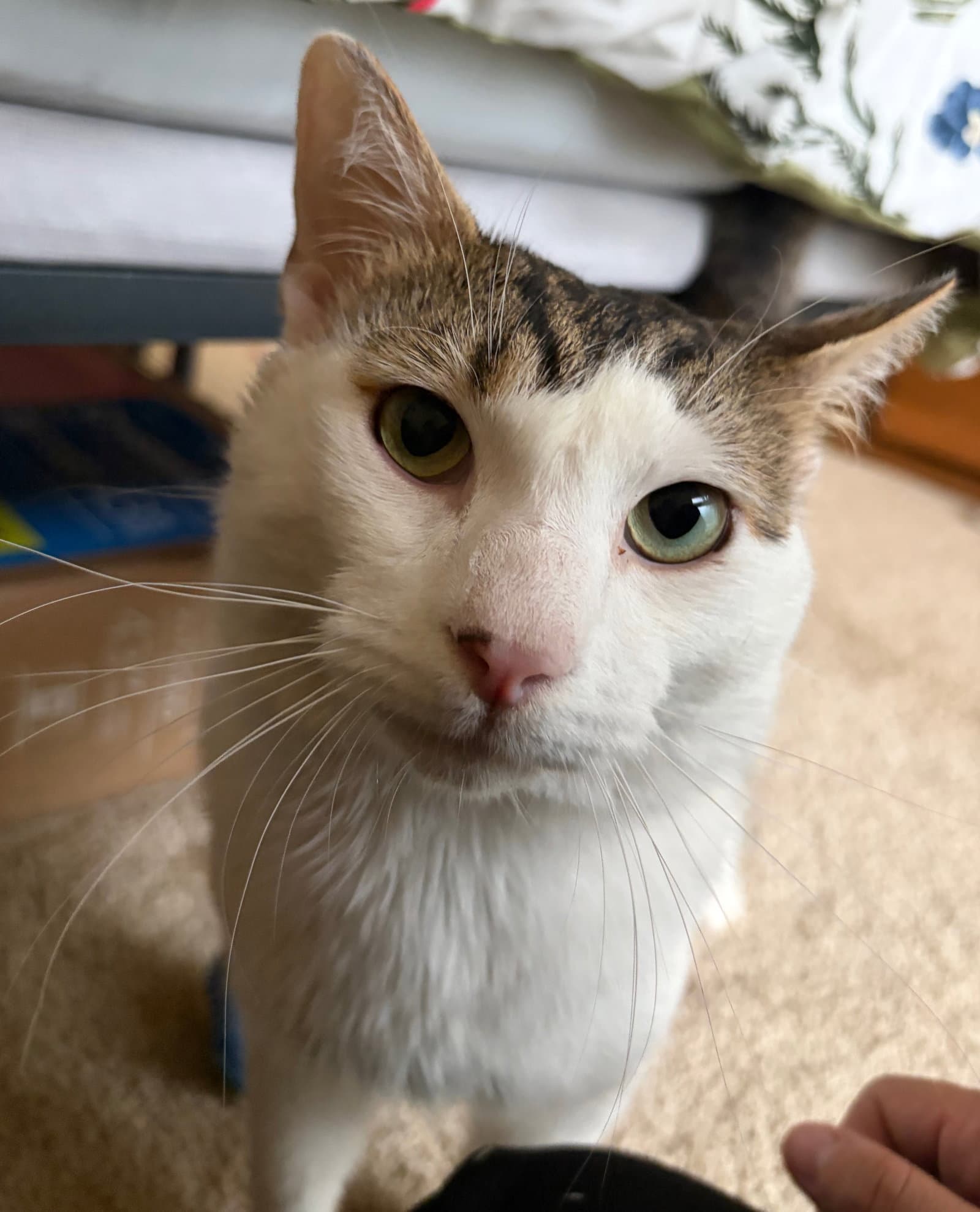 Garbanzo - Domestic Short Hair