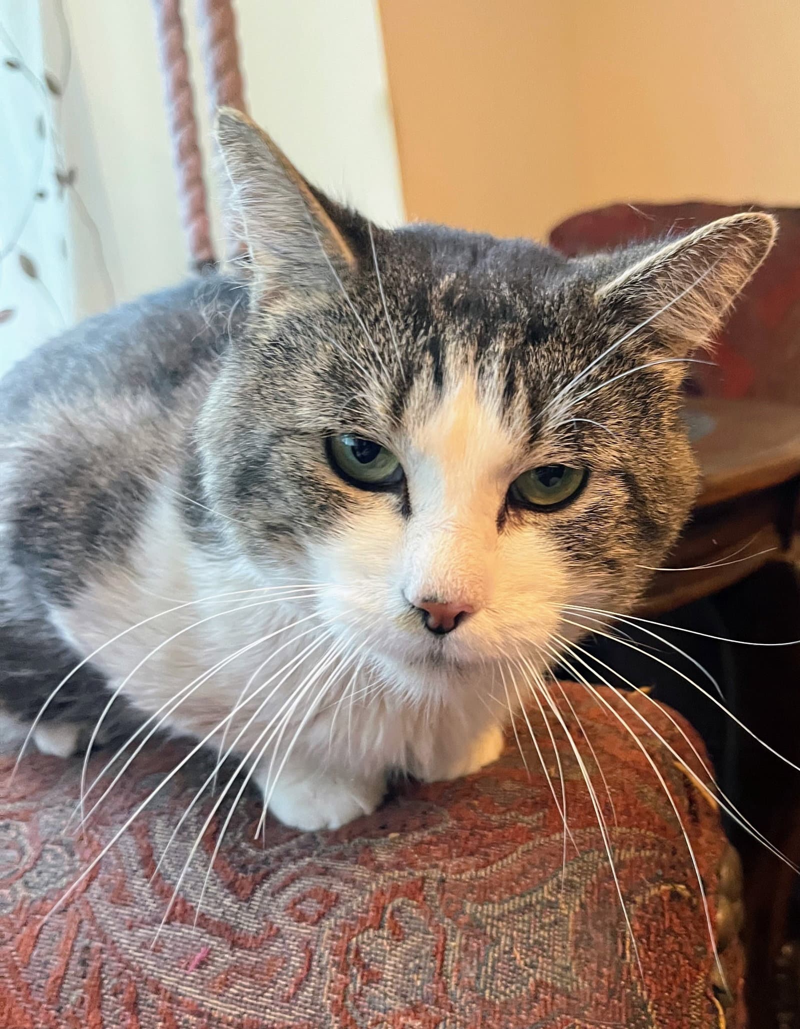 Dawson - Domestic Short Hair