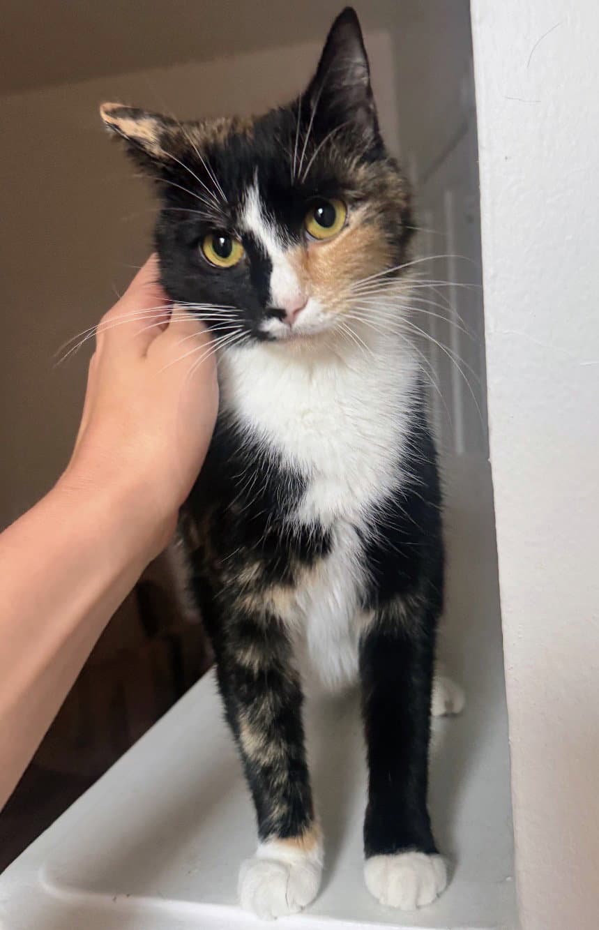 Winnie - Domestic Short Hair