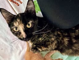 Hazel image 4