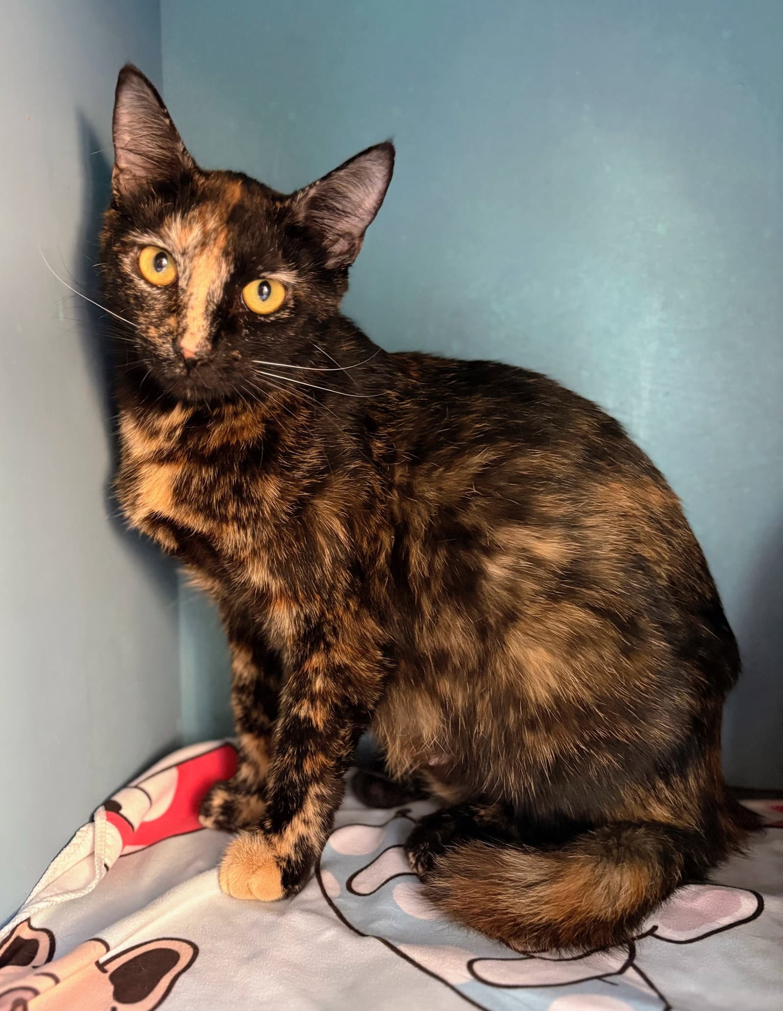 Hazel - Domestic Short Hair