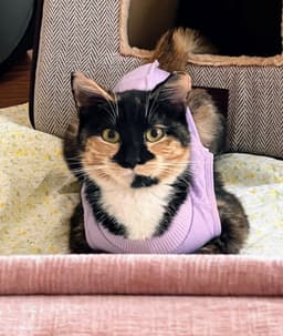 Maeve - Fiv image 1