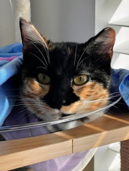 Maeve - Fiv image 3