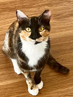 Maeve - Fiv image 2