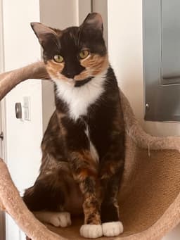 Maeve - Fiv image 4