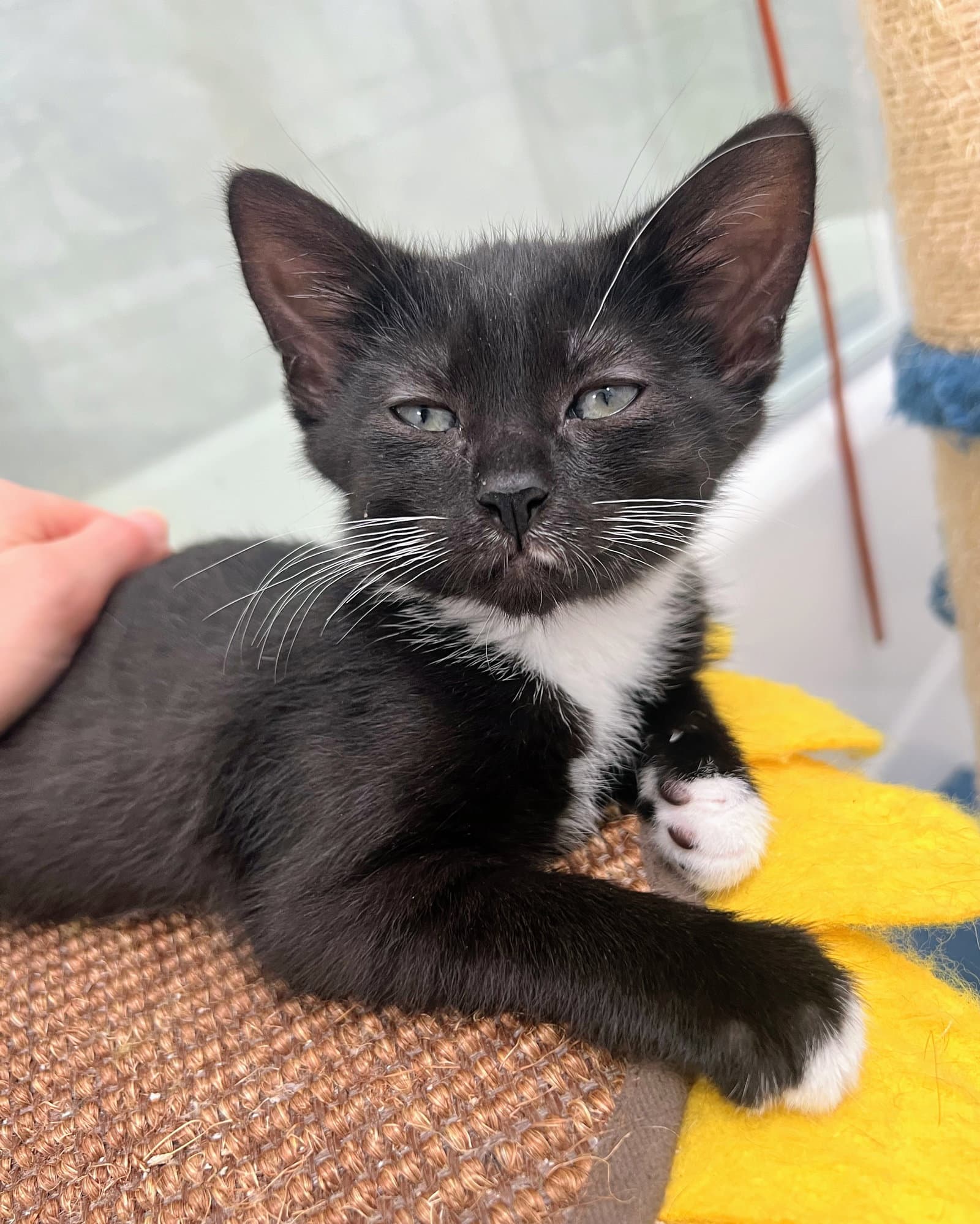 Guppy - Domestic Short Hair
