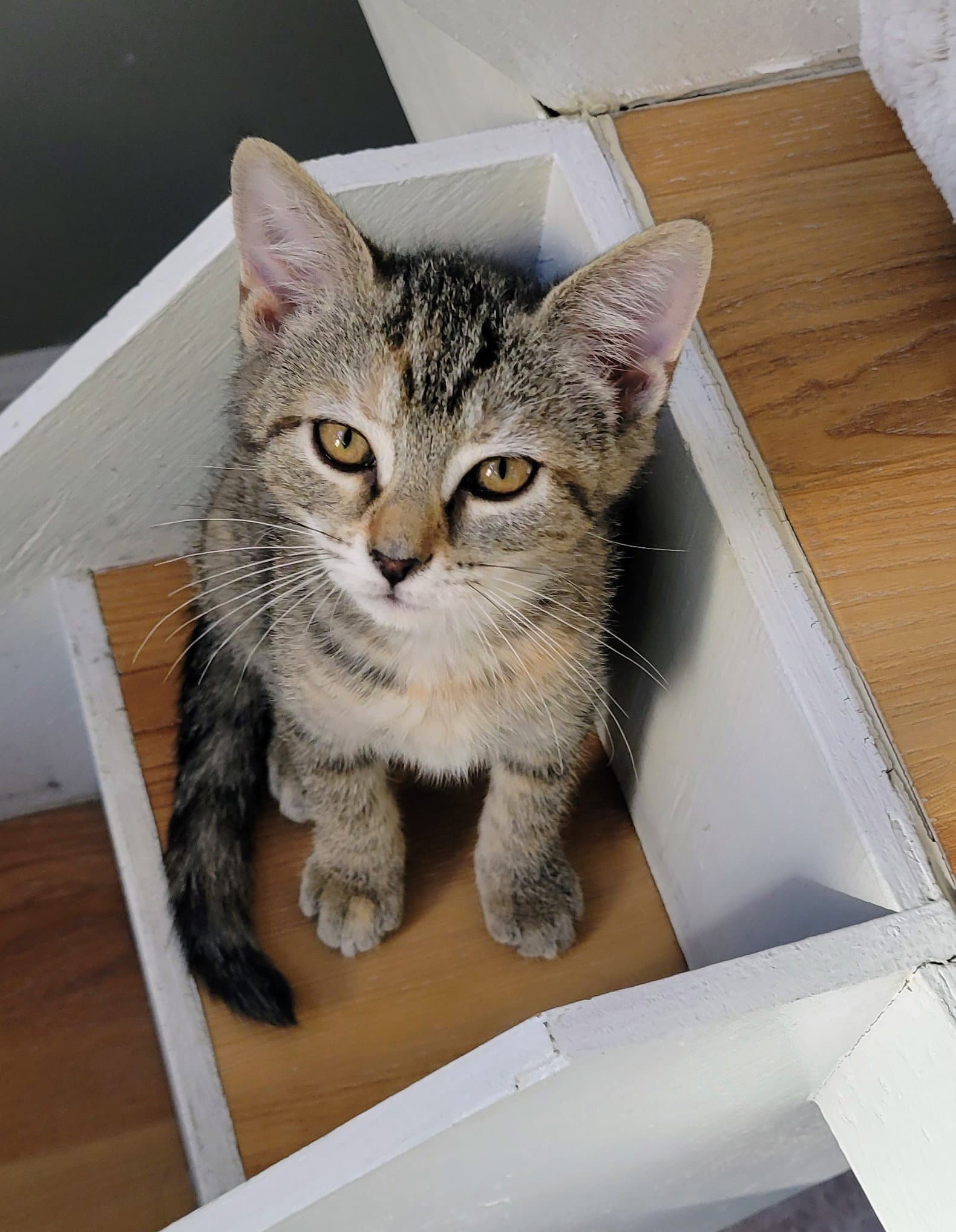 Zig - Domestic Short Hair