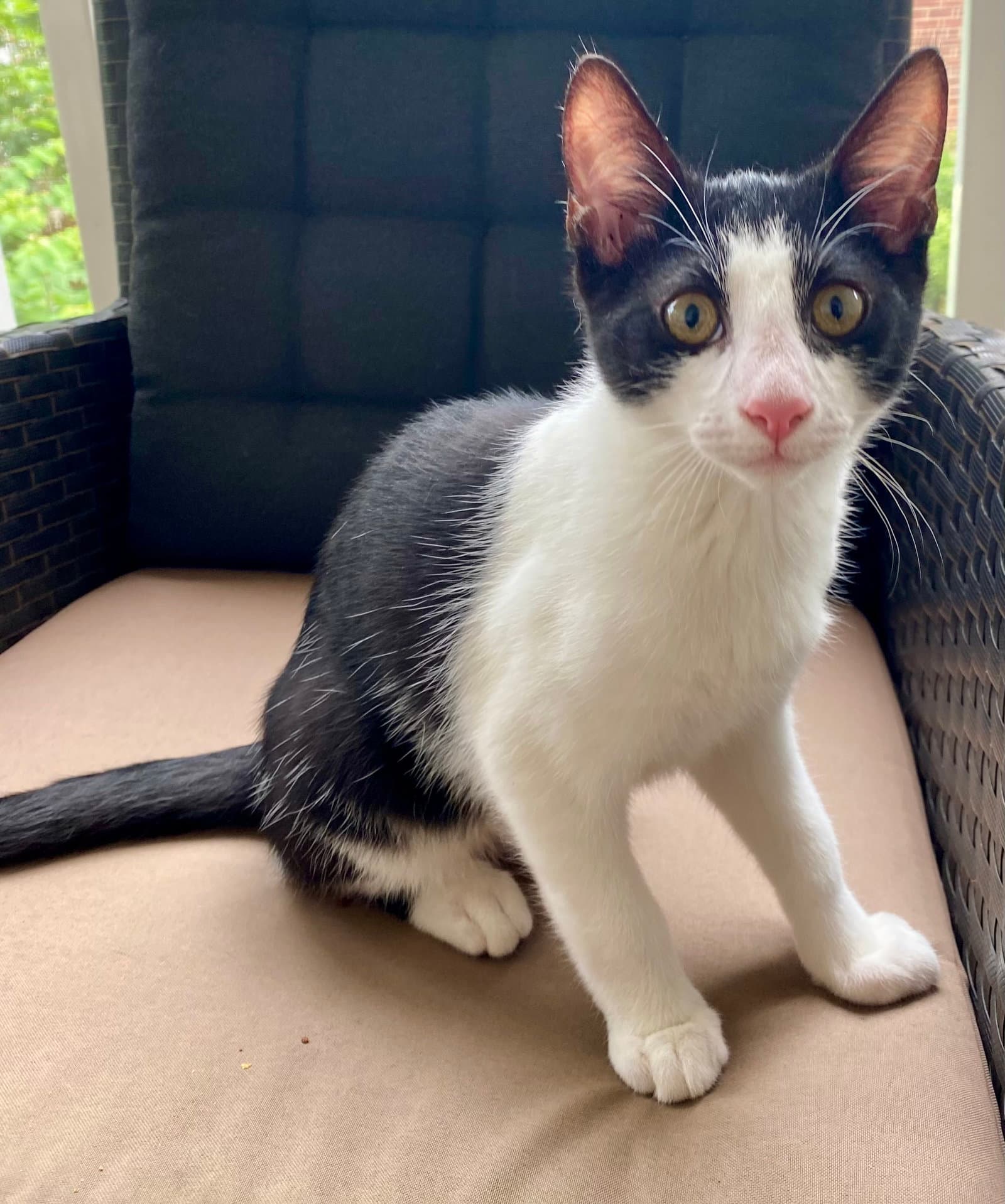 Roro - Domestic Short Hair
