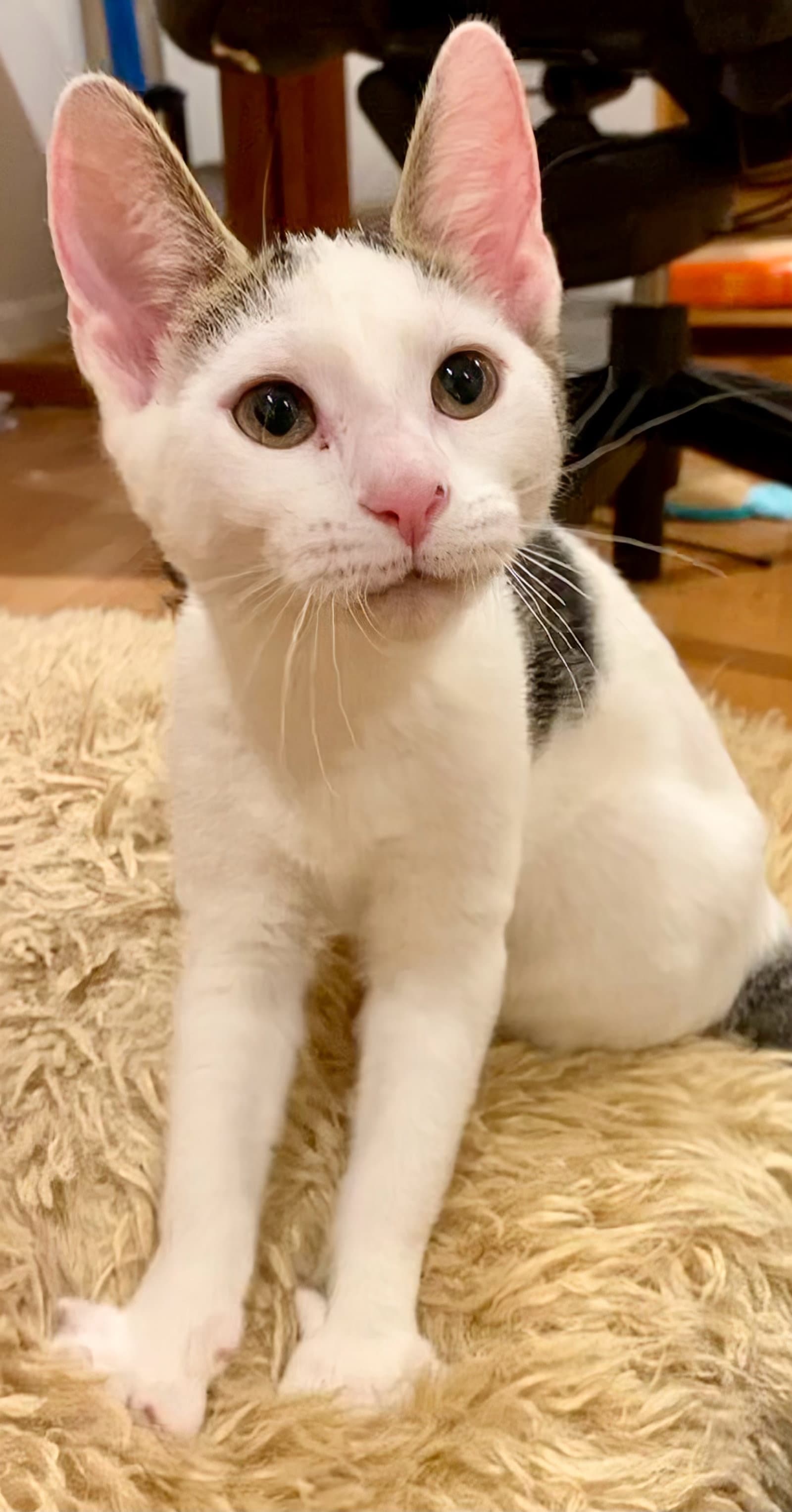 Gabriela - Domestic Short Hair