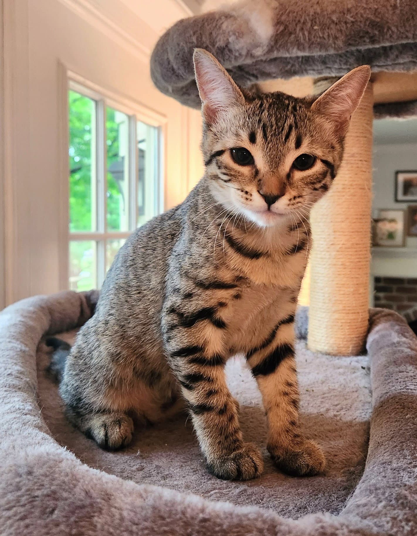 Flora - Domestic Short Hair
