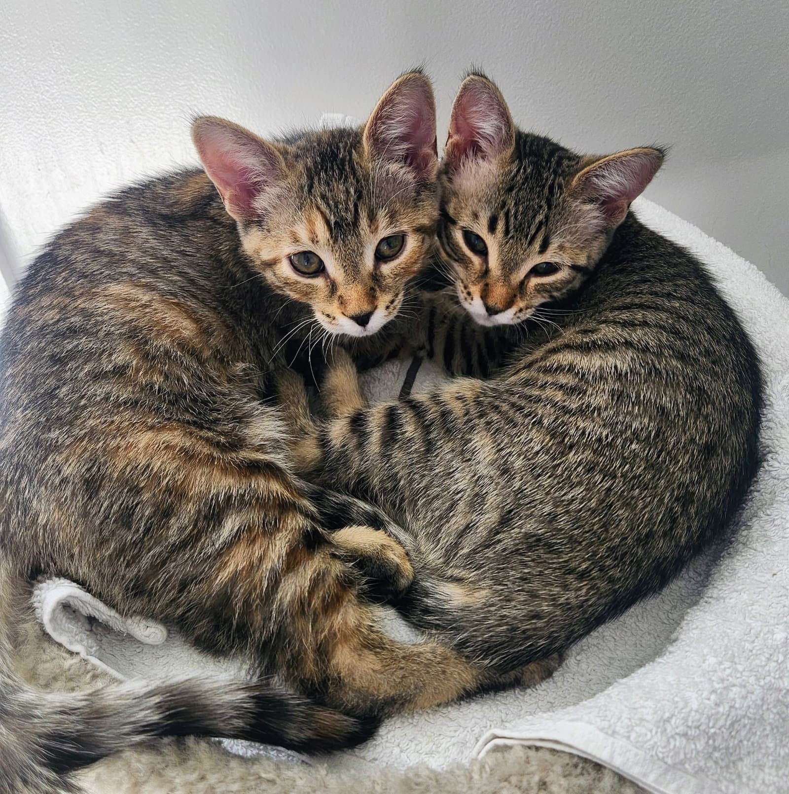 Fauna - Domestic Short Hair