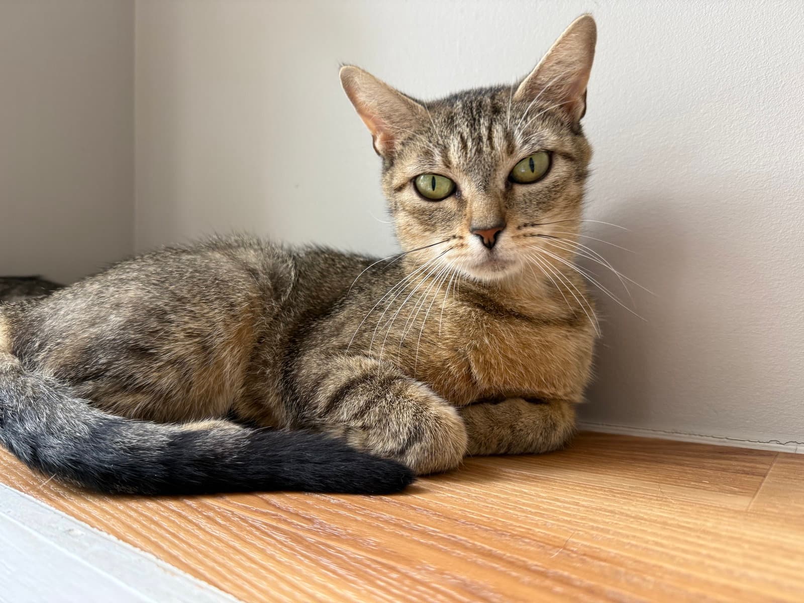 Muse - Domestic Short Hair
