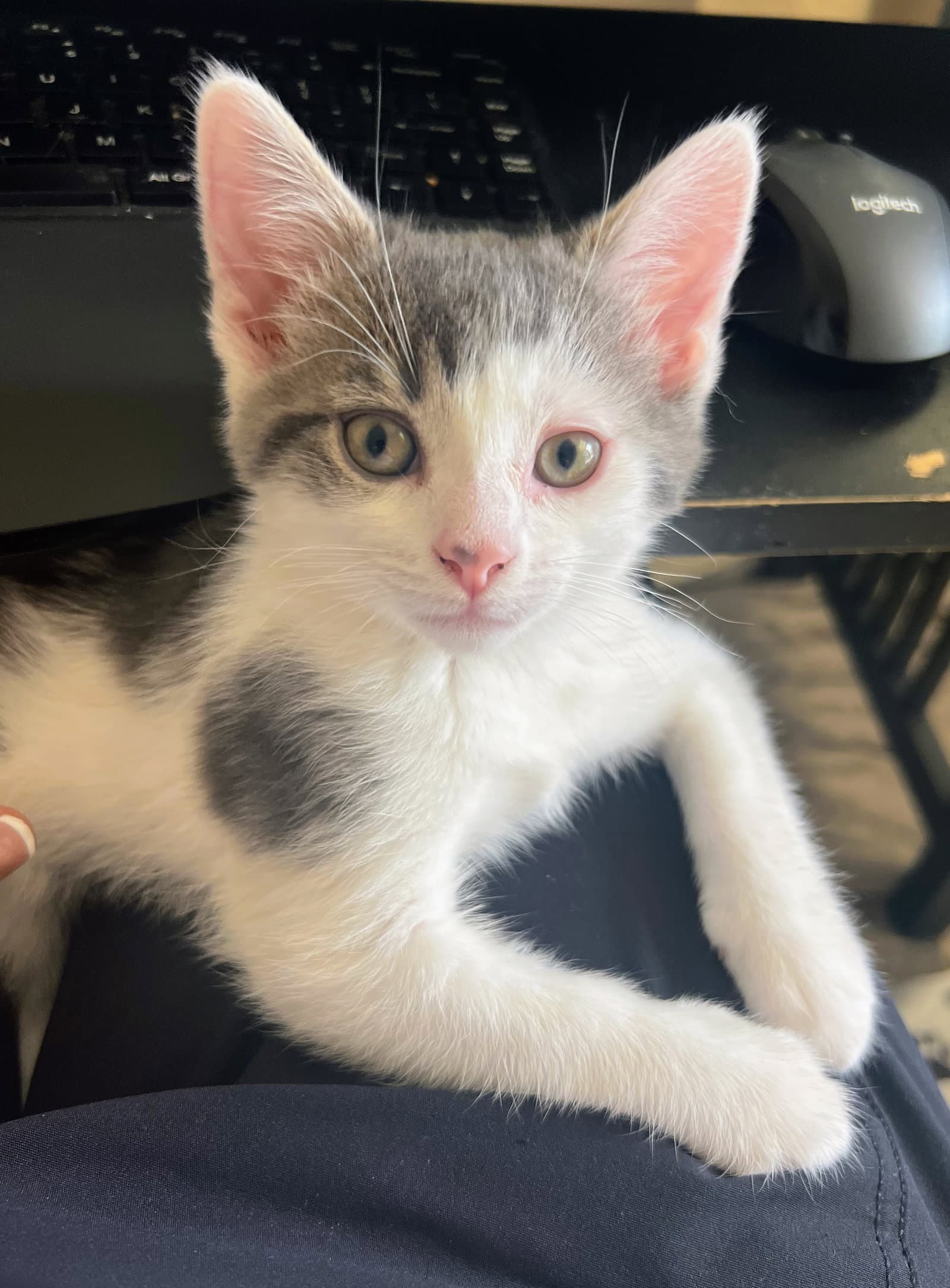 Harry - Domestic Short Hair