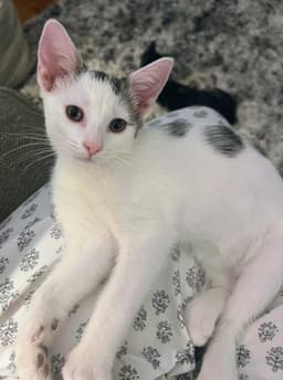Dobby image 1
