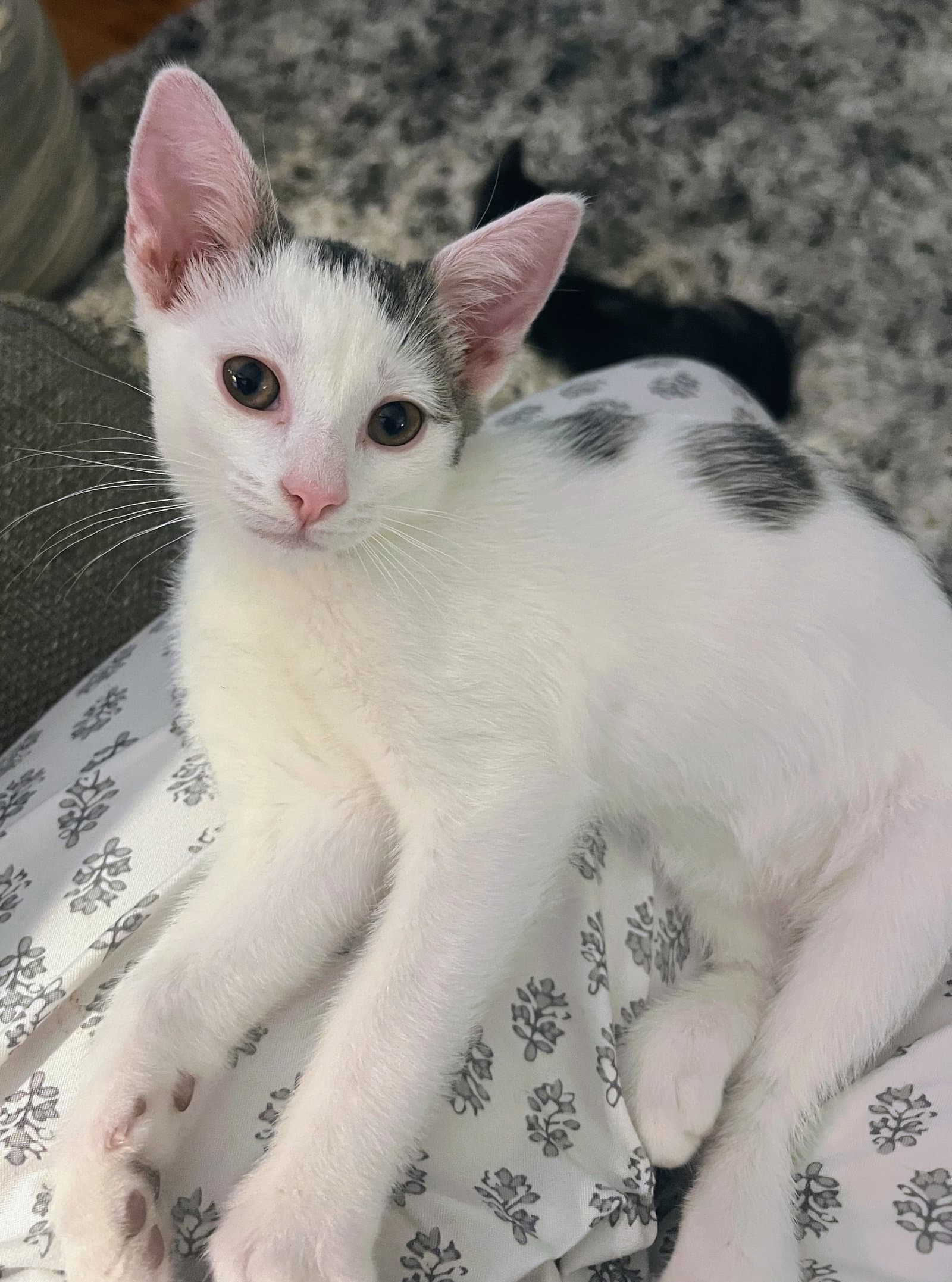 Dobby - Domestic Short Hair