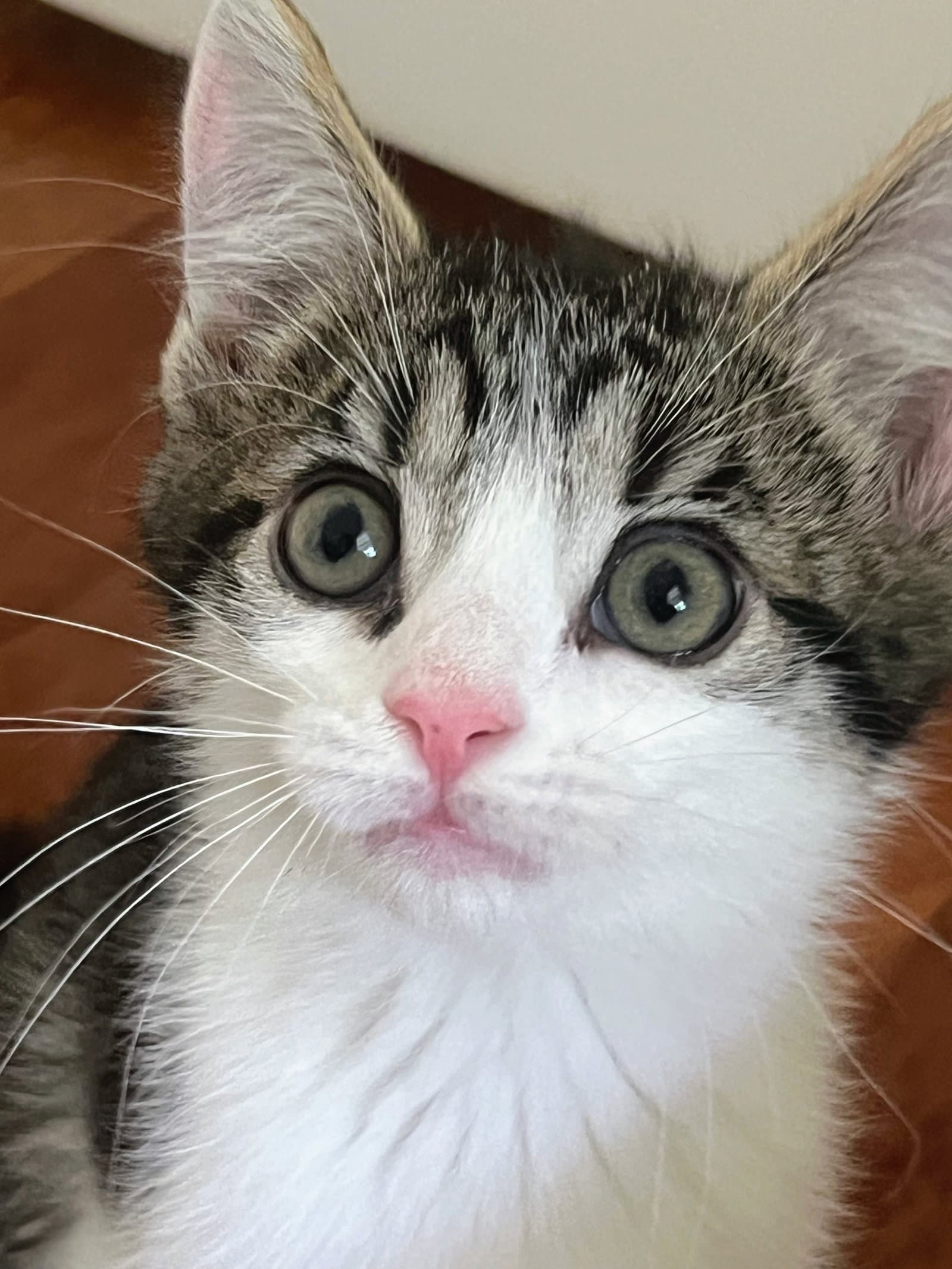 Ron - Domestic Short Hair