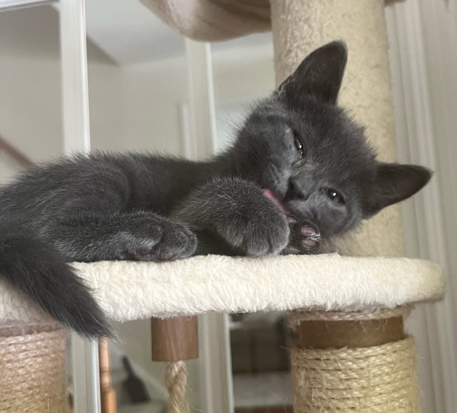 Hagrid - Domestic Short Hair