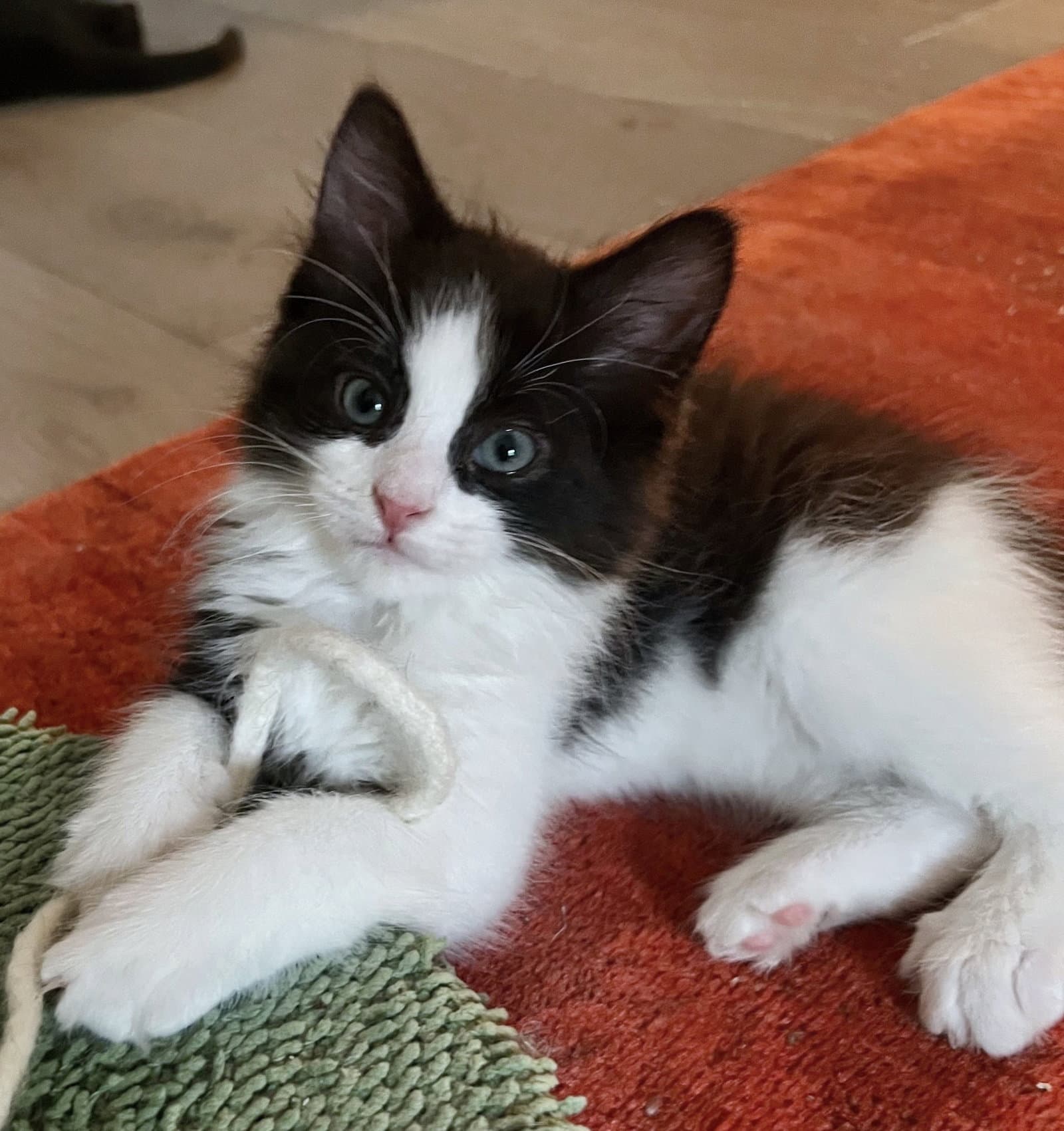 Joshua - Domestic Long Hair